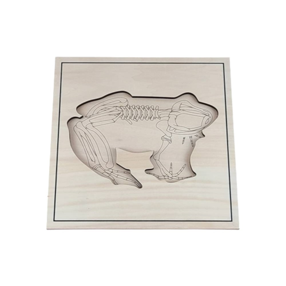 Frog Skeleton Puzzle Model - Babies Mall