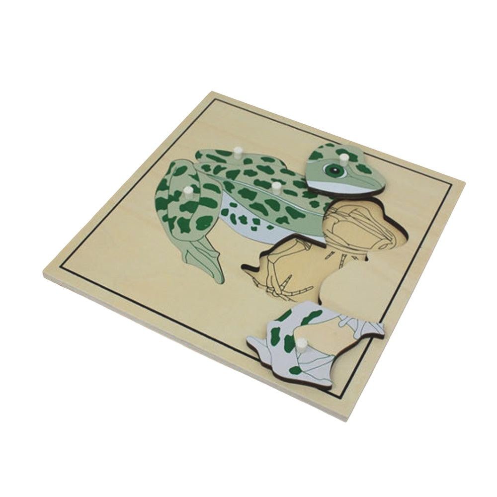 Frog Skeleton Puzzle Model - Babies Mall