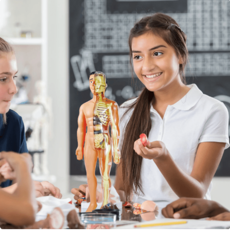 Human Anatomy Model for Kids – 29 Removable Parts STEM Learning Kit with Organs, Skeleton, and Muscles - Babies Mall