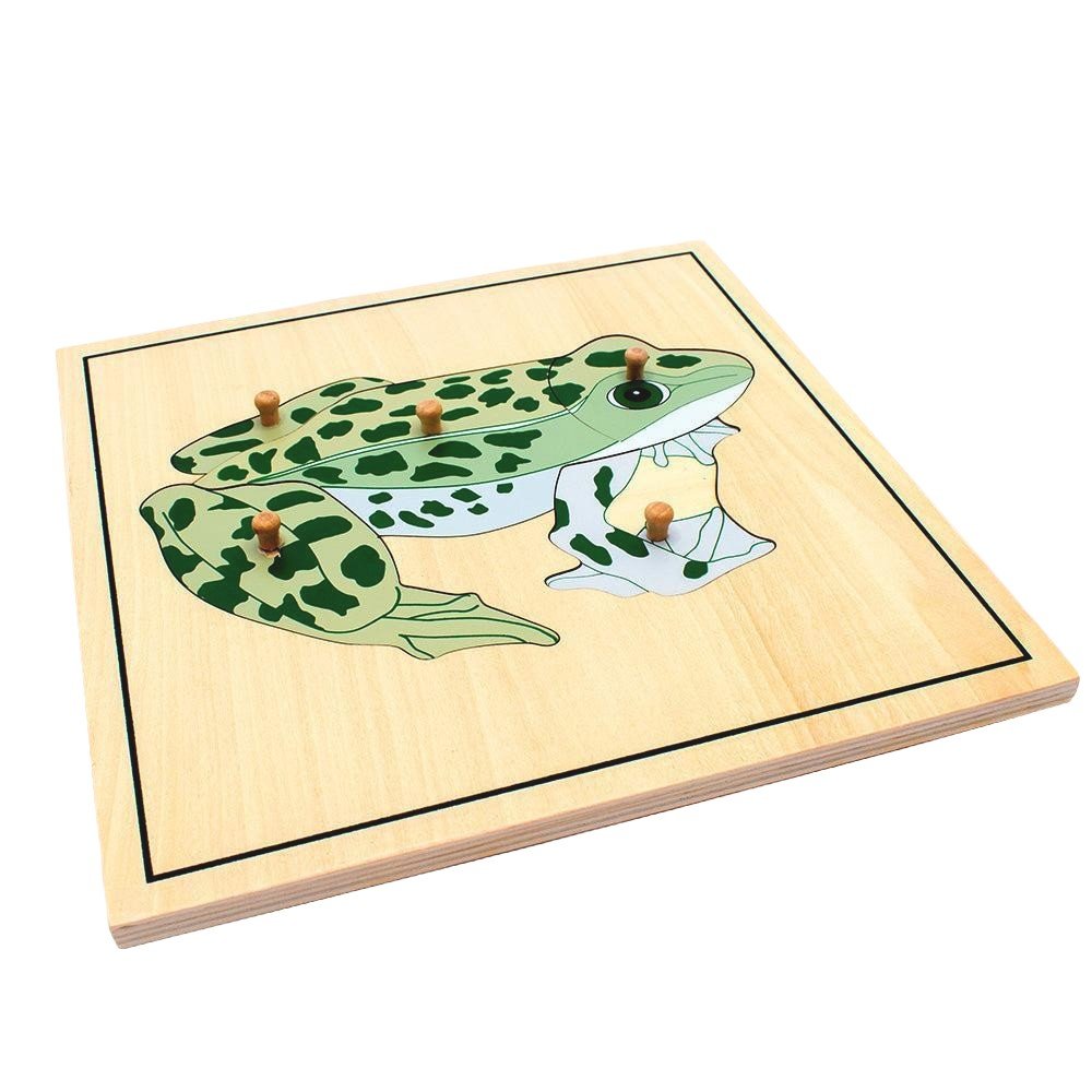 Frog Skeleton Puzzle Model - Babies Mall