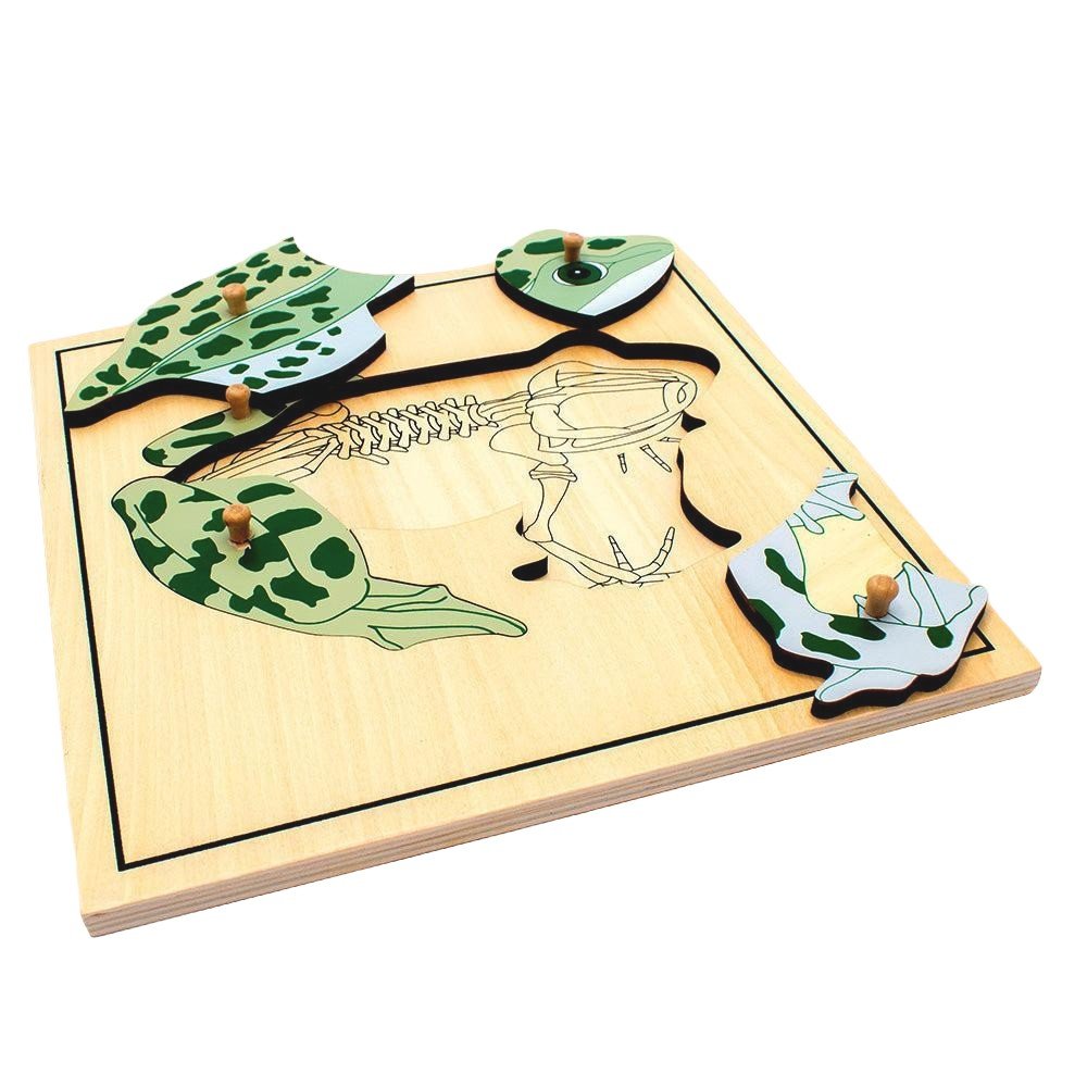 Frog Skeleton Puzzle Model - Babies Mall