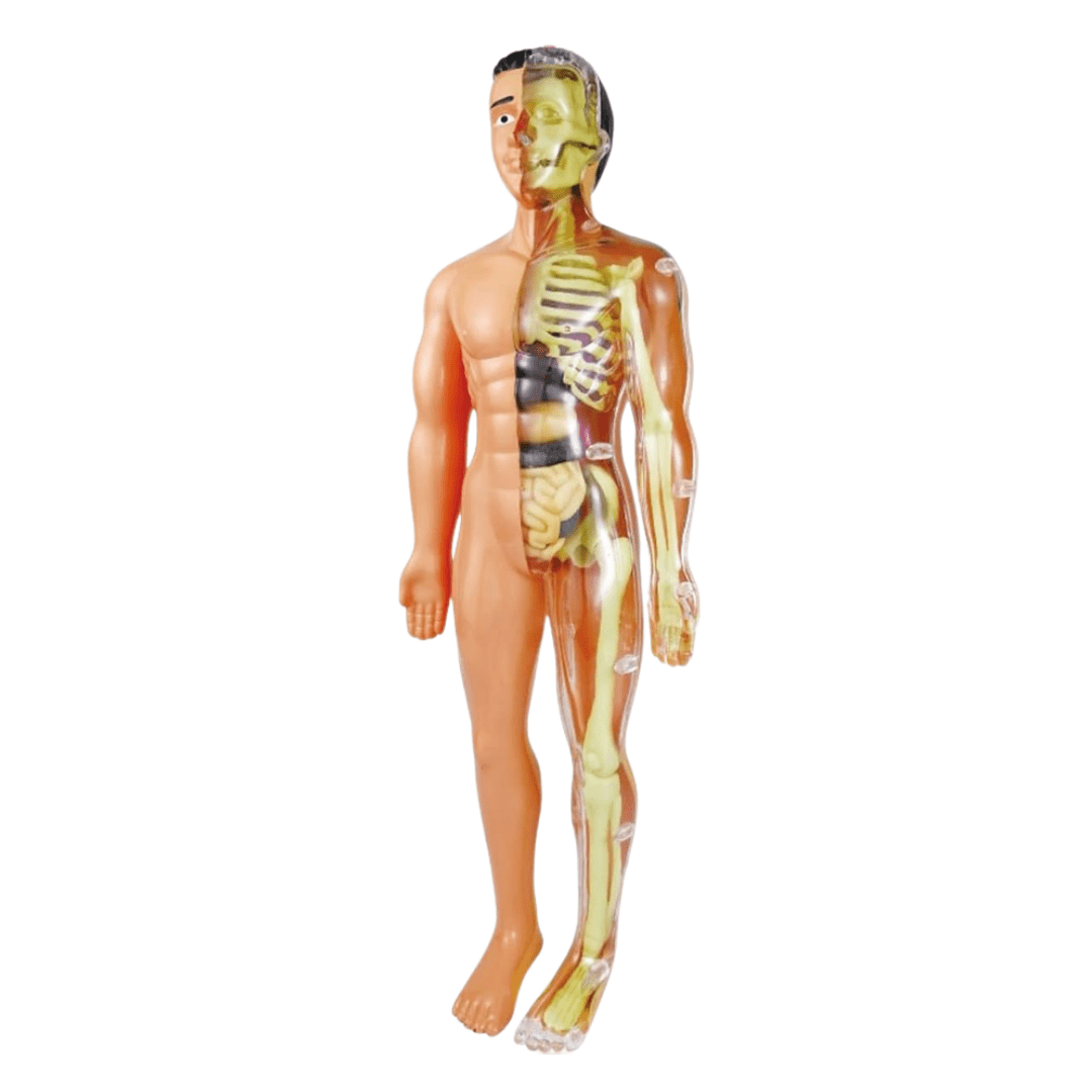 Human Anatomy Model for Kids – 29 Removable Parts STEM Learning Kit with Organs, Skeleton, and Muscles - Babies Mall