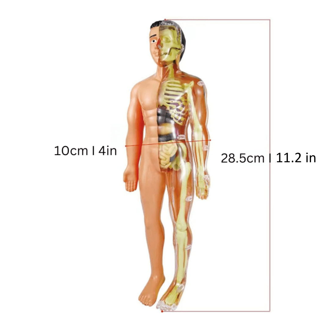 Human Anatomy Model for Kids – 29 Removable Parts STEM Learning Kit with Organs, Skeleton, and Muscles - Babies Mall